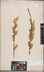 Foto von Salix caprea L.
